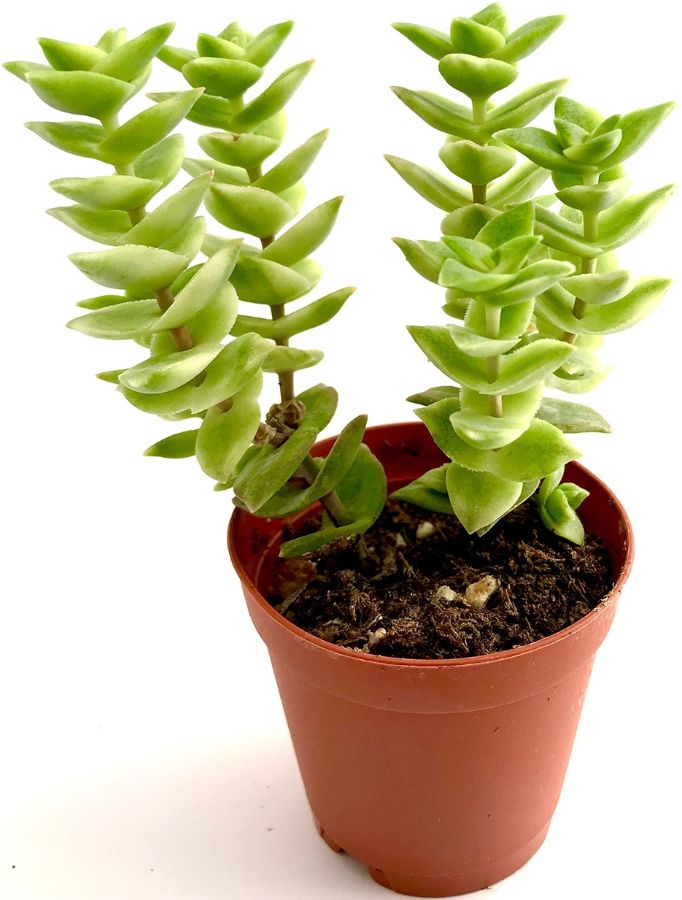 Крассула Перфората Crassula Perforata