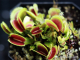 Dionaea muscipula Bristle tooth