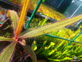 Drosera Adelae