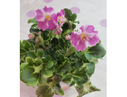 153) АВ- Птица Певчая 22г. (п.м.) (дет)