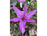 Colchicum aggripinum
