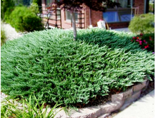 Можжевельник горизонтальный Blue Chip (цена от 2100)