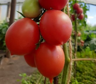 семена томаты "Сызранская пипочка" 10 шт.