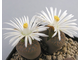 Lithops lesliei v.minor 'Witblom' C006A - 10 семян