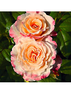 Акварель (Aquarell)