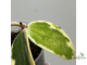 27/07/2025 Hoya Verticillata Alba