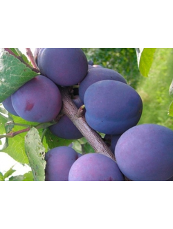 Слива Евразия 21 (ранний)