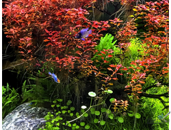 Ludwigia natans Super red