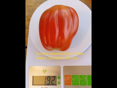 Томат Антико Канестрино из Лукки (Antico Canestrino di Lucca), Италия