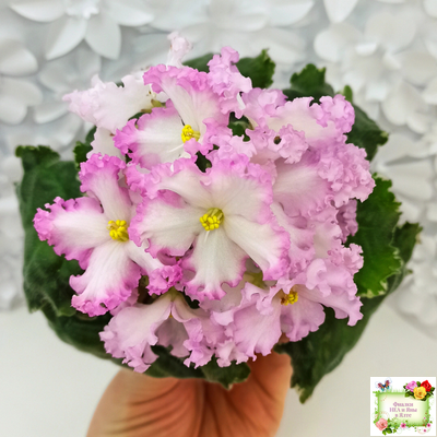 Nik-Обыкновенная Богиня (Н. Булко) 2023 г.