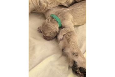 Малыши родились!