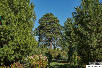 Сосна Кедровая Сибирская 1 метр