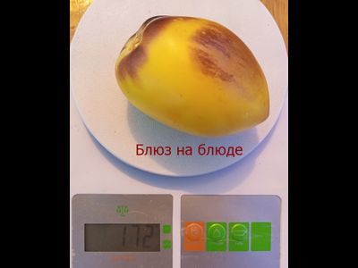 Томат Блюз на блюде (Blues on a Platter)