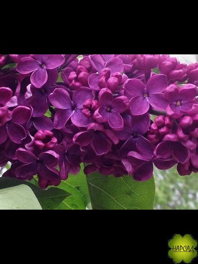 Сирень "ИНДИЯ" (очень темная) саженец 80 см