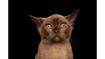 ФОТО КОШКА ФЛЮР ОРНЕЛЛА