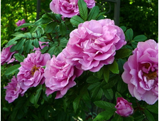 Тереза Багнет (Therese Bugnet) роза, ОКС