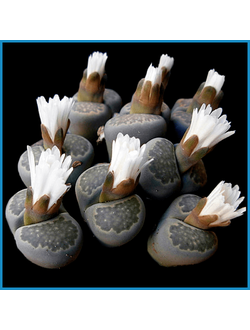 Lithops