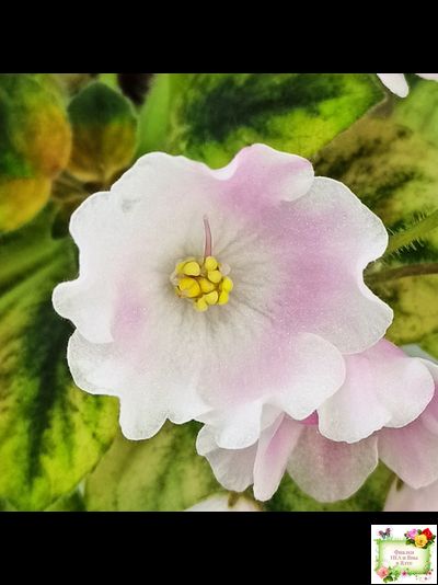 Н-Принцесса на Горошине (Н. Бердникова) 2014 г.