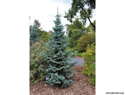 Пихта горная Аргентеа - фото в саду - красовский-сад.рф