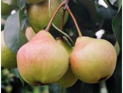 Память Яковлева (груша), 1-2года, ЗКС