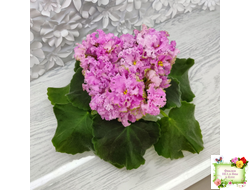 НД-Розовая Скумпия (Н. Данилова-Суворова) 2022 г.