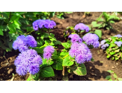 цветы агератум фиолетовый с клумбы