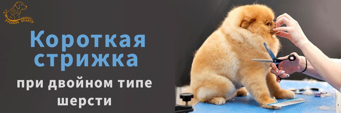 Статья - Двойной тип шерсти: почему короткая стрижка &mdash; не всегда хорошо?