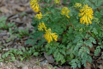 Хохлатка желтая (lutea), ЗКС