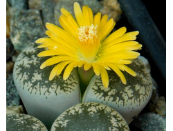 Lithops lesliei v.venteri - 10 семян