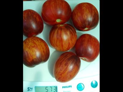 Томат Гаргамель (Gargamel)