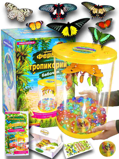 Тропикарий-ферма бабочек 7 куколок филиппинских видов(С КУКОЛКОЙ ОГРОМНОЙ БАБОЧКИ ТРОИДЕС).