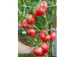 Томат Бравый генерал