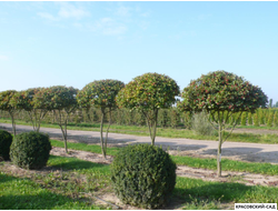 Ниваки - Бонсай садовый Боярышник сливолистный