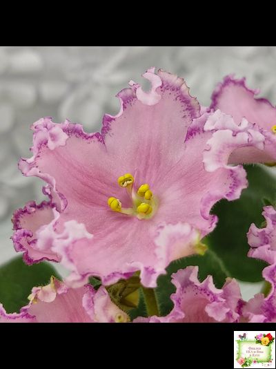 Nik-Хмельное Лето (Н. Булко) 2022 г. (крупная детка)