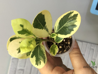 Фикус Джулия / Моклэйм вариегатный / ficus Giulia