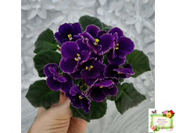 Mac's Black Pearl (G.McDonald) (лист посажен 01.11.25)