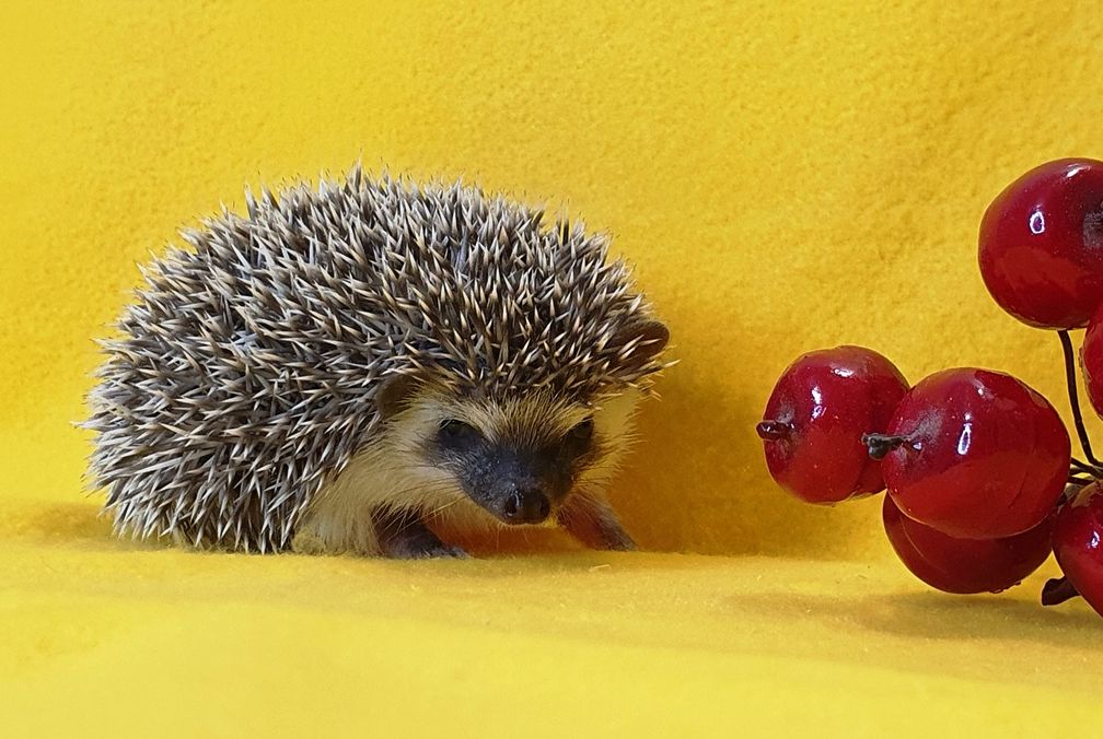 Африканский ежик. Ручной ежик купить