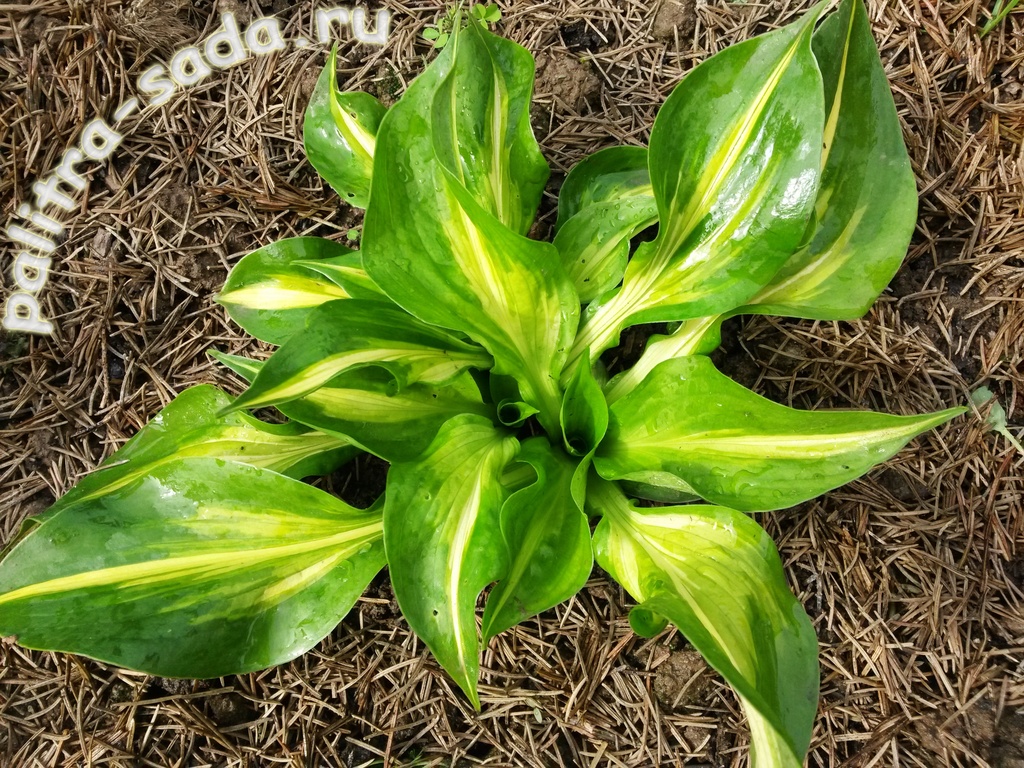 Литл хост. С2. Литл хост. Хоста лэйксайд литтл тафт. Хоста гибридная lakeside little tuft.