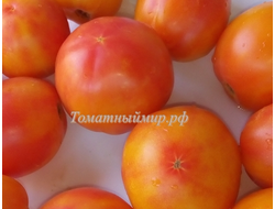 Томат Козула 141 (Kozula 141)