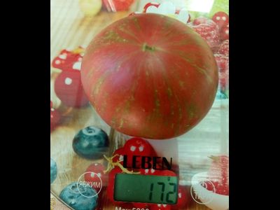 Томат Хлоя (Chloe) США