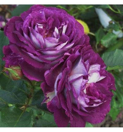 Хоровое общество Хаддерсфилда(Huddersfield Choral Society)