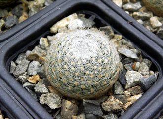 Mammillaria lenta (D=30-40мм)