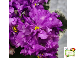 ВаТ-Шоколадное Настроение (Т. Валькова) 2019 г.