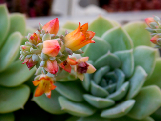 Echeveria Desmetiana (1 розетка)