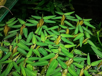 Гигрориза Аристата