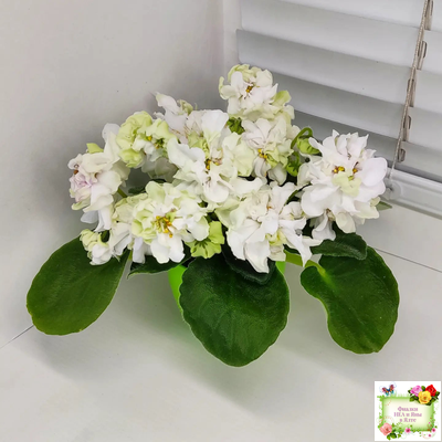 DS-Прекрасное Далеко (Dimetris) 2021 г.