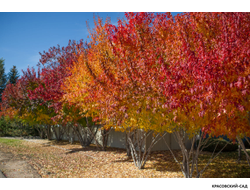 Клён Гиннала - Ginnala