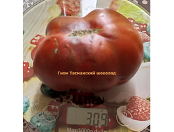 Томат Гном Тасманский шоколад (Dwarf Tasmanian Chocolate)