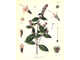 Мята перечная (Mentha piperita) Иран, 5 мл - 100% натуральное эфирное масло