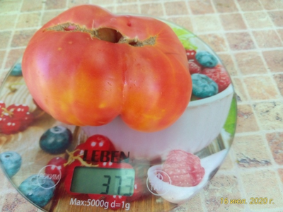 Томат Медово-розовый